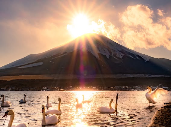 Fuji & Swans at Sunset