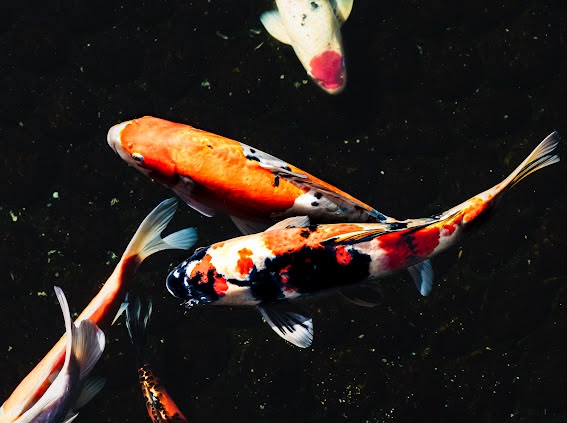 Koi Fish