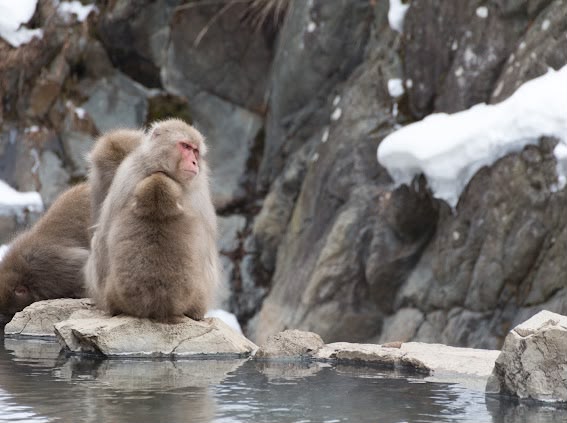 Snow Monkey
