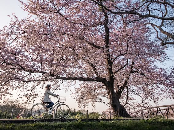 Sakura Season